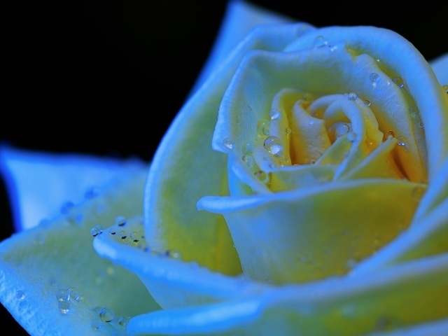 Белый бутон розы в каплях росы