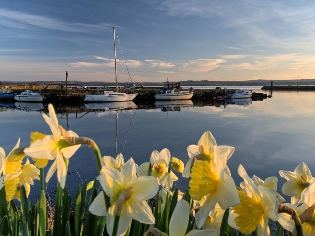 Белые весенние нарциссы растут у воды