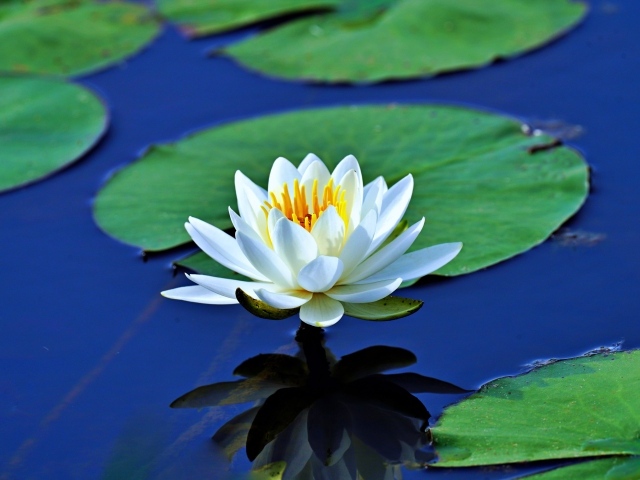 Белая водяная лилия с большими зелеными листьями в пруду