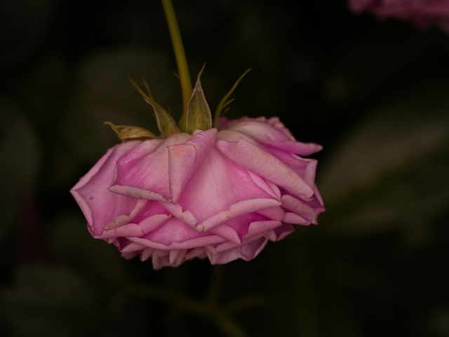 Увядшая розовая роза