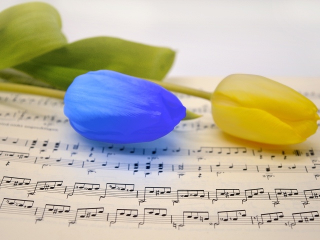 Желтый и синий тюльпан лежат на нотной тетради