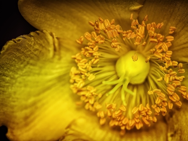 Желтый цветок анемоны крупным планом