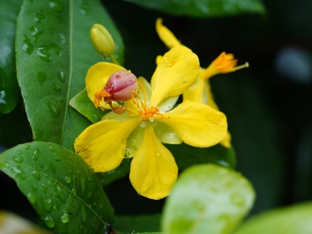 Желтый цветок гиперкум в каплях дождя