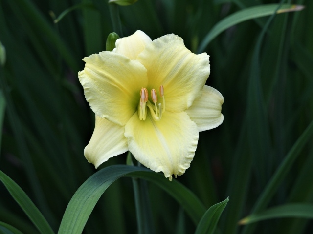 Желтый цветок лилии в зеленых листьях