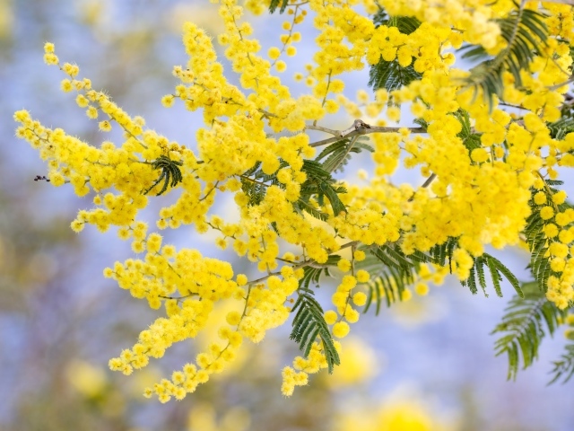 Желтая пышная ветка весенней мимозы