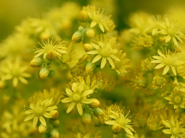 Желтые цветы очиток обыкновенный