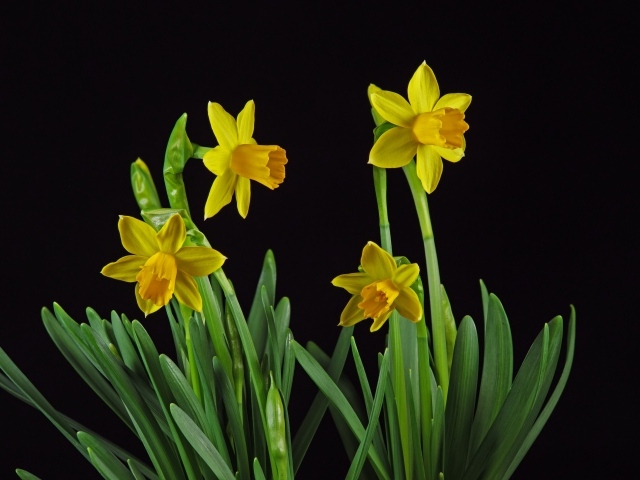 Желтые весенние нарциссы на черном фоне