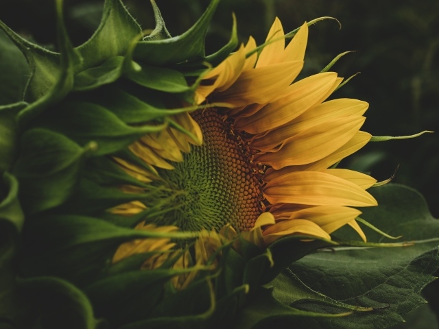 Желтый цветок подсолнуха с зелеными листьями