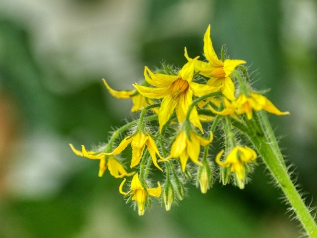 Желтые цветы томатов на ветке