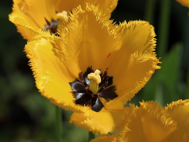 Желтые тюльпаны с черной серединкой крупным планом