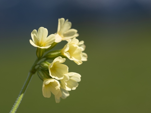 Желтые полевые цветы крупным планом