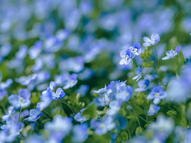 Голубые маленькие цветы незабудки