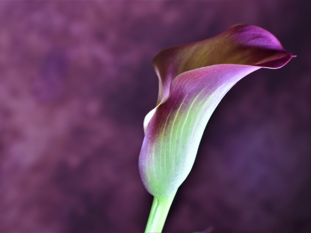 Цветок калла крупным планом