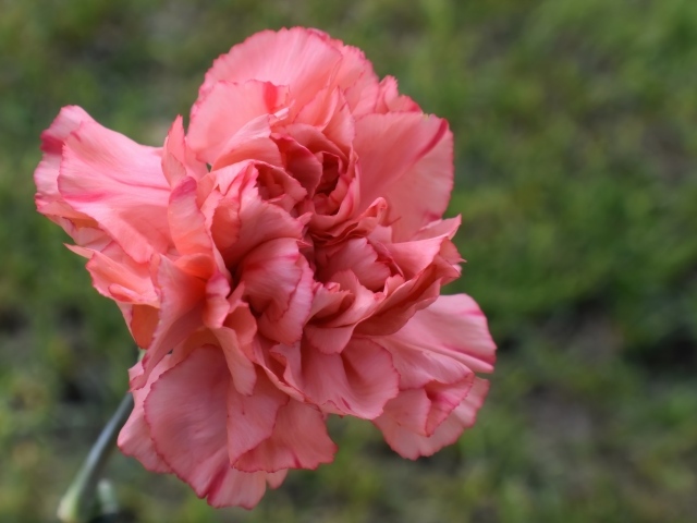 Розовая гвоздика крупным планом