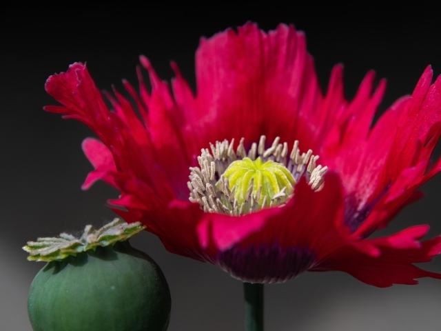 Розовый садовый декоративный мак 