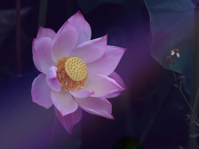 Розовый цветок лотоса с желтой серединкой