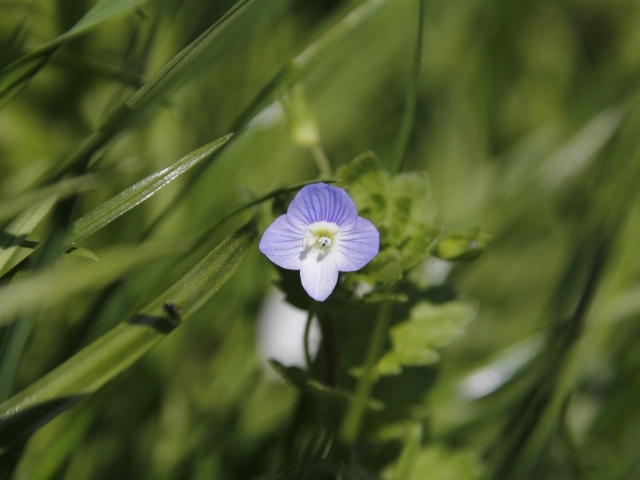 Маленький фиолетовый цветок гипсофилы