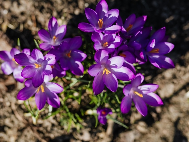 Маленькие весенние фиолетовые крокусы вид сверху