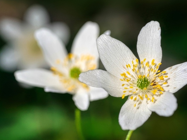 Маленькие белые цветы анемон