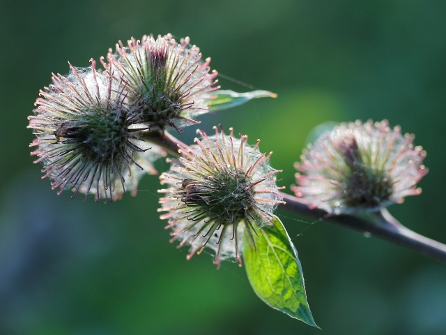 Колючие цветы расторопши