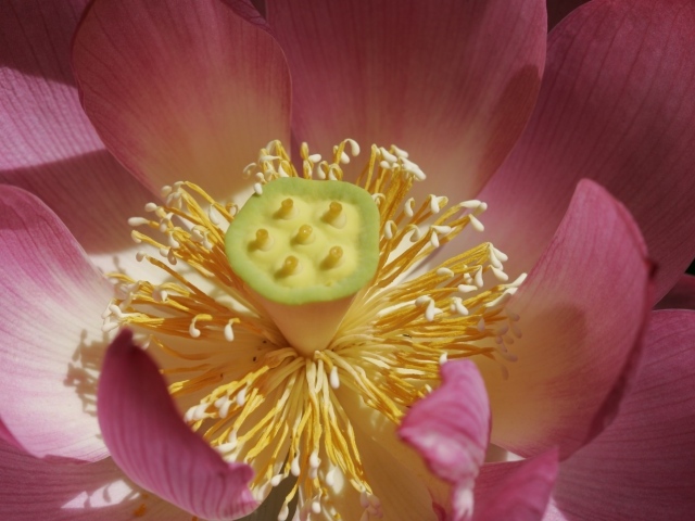 Желтая середина цветка лотоса крупным планом