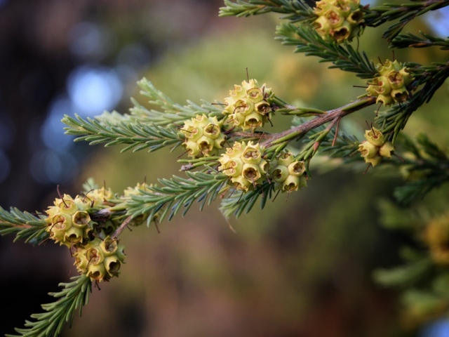 Зеленая ветка ели с семенами