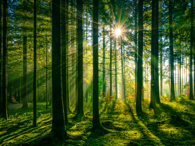 Лучи яркого солнца в покрытом мхом лесу