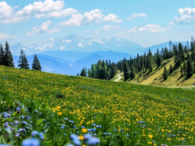 Зеленый луг с цветами в горах