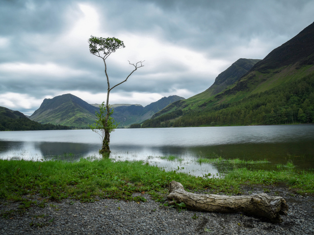 Одинокое дерево в холодном озере у горы