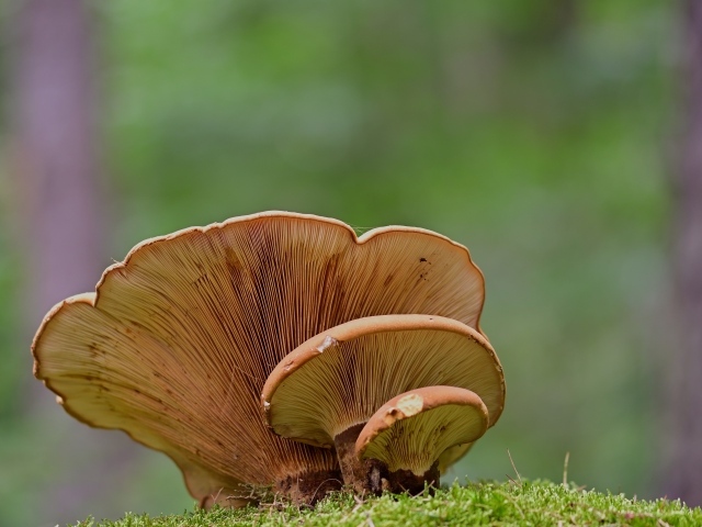 Большой древесный гриб растет в лесу 