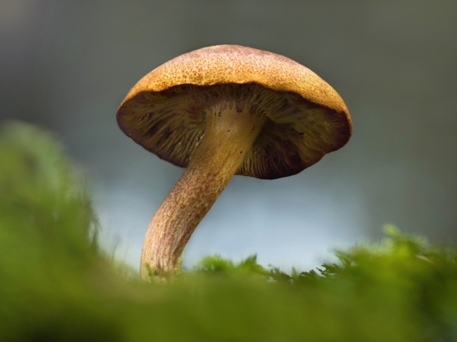 Большой гриб растет на зеленом мхе