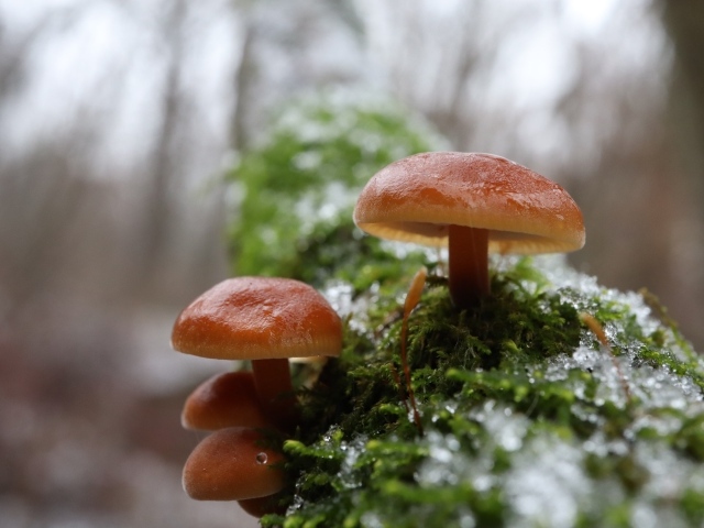 Лесные грибы на покрытом мхом дереве