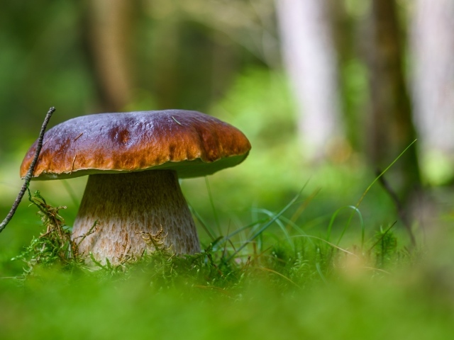 Большой белый гриб в лесу крупным планом