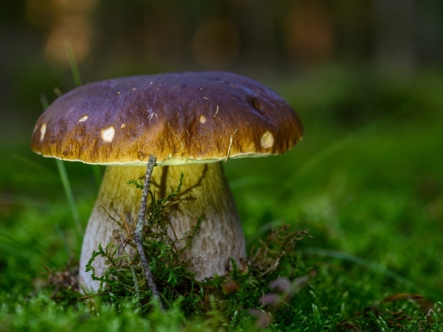 Большой белый гриб на зеленом мху в лесу
