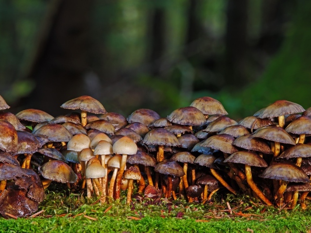 Много поганок в осеннем лесу