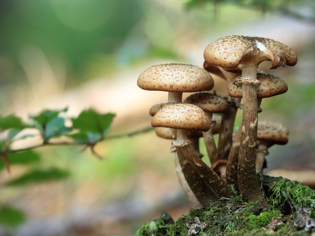 Много грибов на земле в лесу 