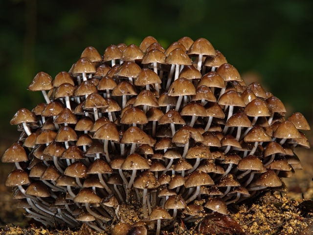 Много маленьких грибов крупным планом