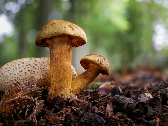 Гриб Моховик паразитный крупным планом