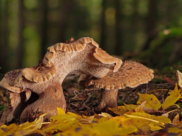 Грибы в опавших листьях в лесу осенью 