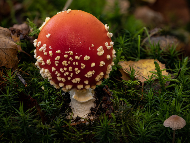Красный гриб мухомор с белыми точками