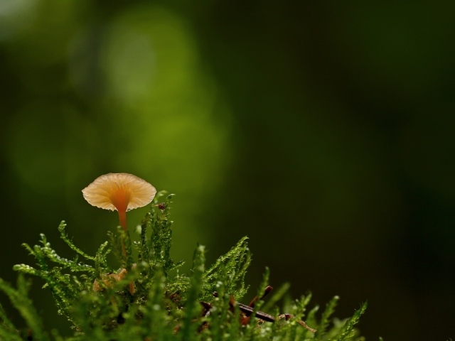 Маленький гриб поганка в зеленом мху