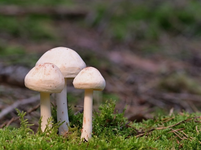 Три гриба белого цвета в зеленом мху