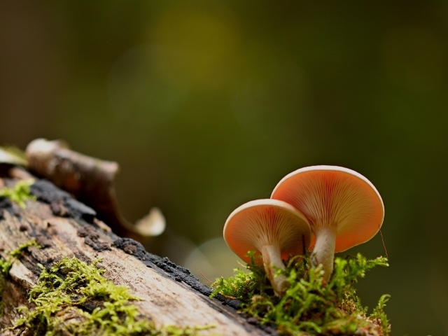 Два гриба лисичка растут на дереве