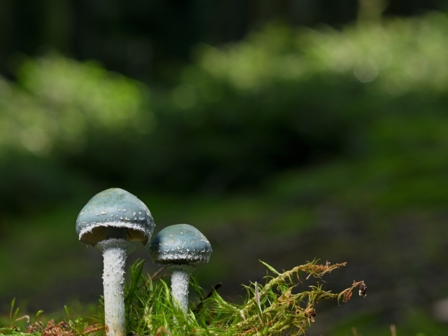 Два гриба и зеленый мох крупным планом