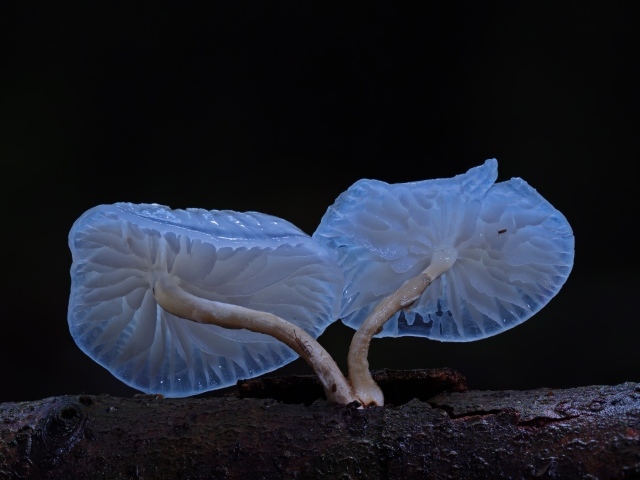 Необычные грибы растут на сухом дереве на черном фоне