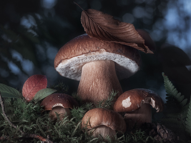 Белые грибы в лесу крупным планом