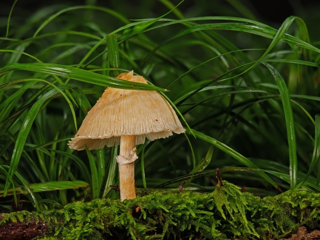 Дикий лесной гриб в траве