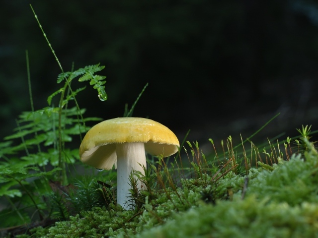 Желтый гриб растет на покрытой зеленым мхом земле