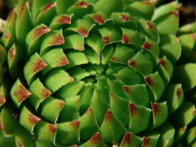 Красивый зеленый артишок крупным планом