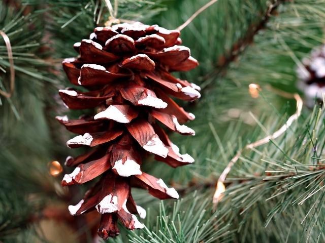 Большая коричневая шишка на еловой ветке